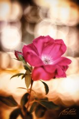 Rn101548807-Rosenblüte inmitten von Lichtern